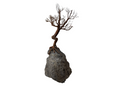 Árbol Genealógico-Álvaro Cuevas